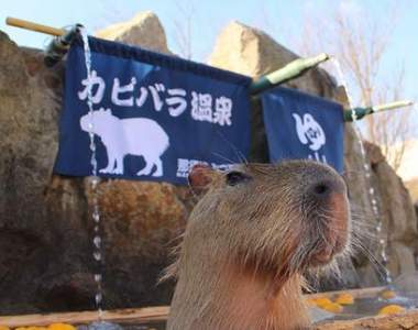 一泡湯就入定《水豚長時間泡澡對決》圖片影片傻傻分不清