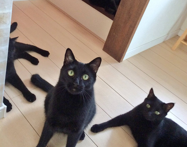 回家一開門就見到《黑貓會議》10顆黃色眼珠的注視壓力