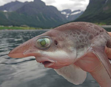 【閱覽注意】《忍不住想挑戰看的不舒服畫面》明明會怕卻又想看阿......