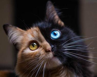 人氣火燙燙《雙色貓Quimera》眼睛亮晶晶讓人越看越著迷