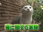 旅遊節目虐待動物《實驗小黃瓜嚇貓大炎上》一不小心可能嚇出病來…… 旅遊節目虐待動物《實驗小黃瓜嚇貓大炎上》一不小心可能嚇出病來……