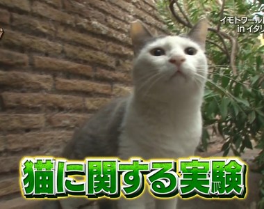 旅遊節目虐待動物《實驗小黃瓜嚇貓大炎上》一不小心可能嚇出病來……