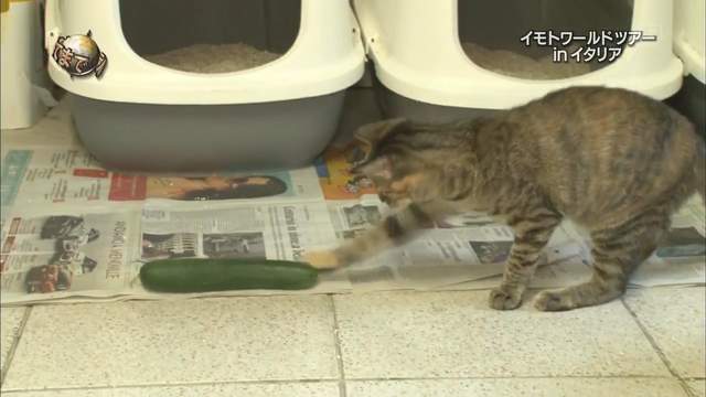 旅遊節目虐待動物 實驗小黃瓜嚇貓大炎上 一不小心可能嚇出病來