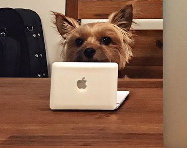 主人幫《幫狗狗買了一台迷你MAC》讓汪星人看起像有在工作一樣（笑）
