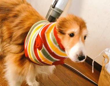 《狗狗的網購悲劇》賣家說好的中型犬尺寸呢...（無奈）