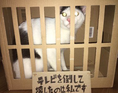 趣聞《不知悔改的喵星人》貓奴懲罰做錯事的喵~判定入獄 喵星人兩分鐘後逃獄XDDD