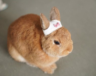 一點都不變態《頭戴內褲的兔兔》簡直超可愛啊(〃∀〃)