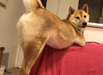 《柴犬的性感寫真》還真是超乎想像的色氣啊♥ 《柴犬的性感寫真》還真是超乎想像的色氣啊♥