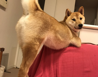 《柴犬的性感寫真》還真是超乎想像的色氣啊♥