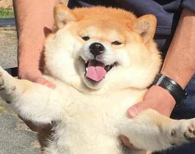 推特瘋傳《超可愛動感肥柴犬》出去玩太興奮肉包臉笑到停不下來