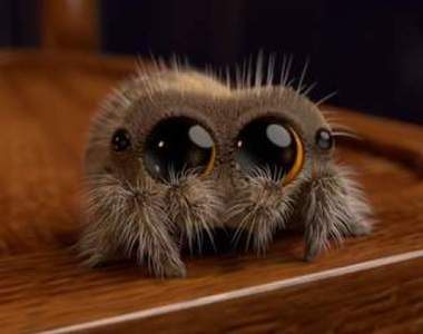 《史上最可愛蜘蛛動畫》水汪汪的大眼睛～這大概是我最不怕的蜘蛛了
