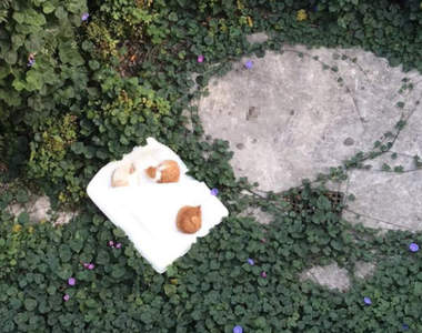 從天而降貓樂園《棉被從陽台墜落的結果》這下想救回棉被都很難惹...