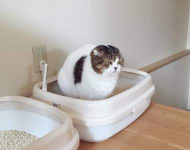 超認真《貓咪便便中的表情》拎北絕對不能輸啊...（用力）