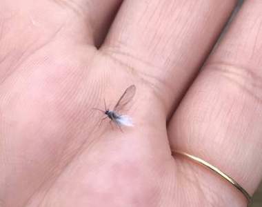 初雪預告?《雪蟲現身東京都內》傳說出現一週內就會下雪的冬之使者