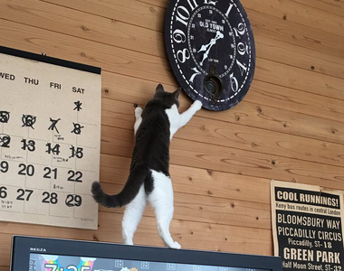 《操控時間的貓咪》小小黑白貓竟擁有如此神力！？