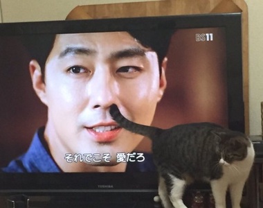 《真實存在的25個日本珍奇姓氏》姓「鼻毛」或「肥滿」到底該怎麼辦啊...