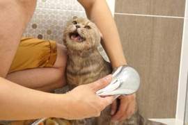 不捨又療癒《第一次洗澡的貓》叫破喉嚨也沒人來救你的