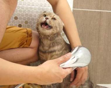 不捨又療癒《第一次洗澡的貓》叫破喉嚨也沒人來救你的