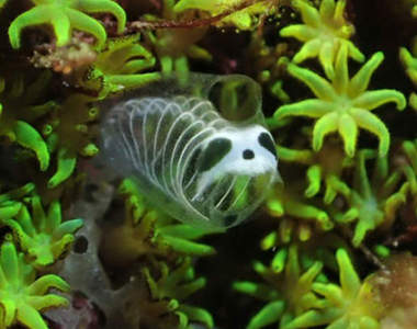 超謎海洋生物《熊貓骷髏海鞘》連正式名稱都不明的可愛生物引發瘋傳