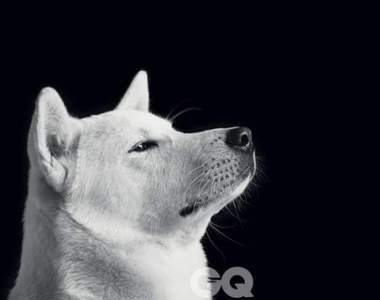 太崇拜狗狗《珍島犬教成員殺死小孩》來自屋頂的恐怖教派