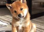 《憂鬱臉柴犬》眉頭深鎖 苦著一張臉的樣子~好想讓人抱抱牠 《憂鬱臉柴犬》眉頭深鎖 苦著一張臉的樣子~好想讓人抱抱牠