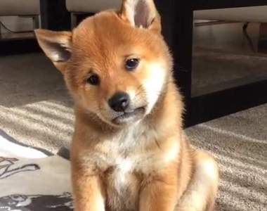 《憂鬱臉柴犬》眉頭深鎖 苦著一張臉的樣子~好想讓人抱抱牠