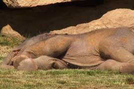 只不過是《小象睡死在地上》結果動物園派超多人力來救援w