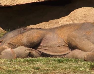 只不過是《小象睡死在地上》結果動物園派超多人力來救援w