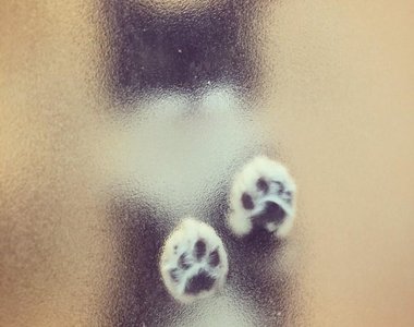 《貓咪貼在浴室的毛玻璃上》喵星人貼上去就特別可愛啊～