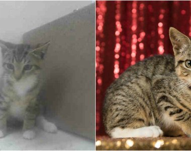 超可愛《毛小孩的美照 認養率變高》照片真的很重要呢❤