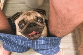 連上廁所都不放過《超黏人巴哥犬》坐在內褲裡監視最心愛的主人