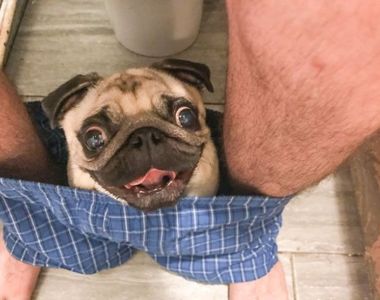 連上廁所都不放過《超黏人巴哥犬》坐在內褲裡監視最心愛的主人