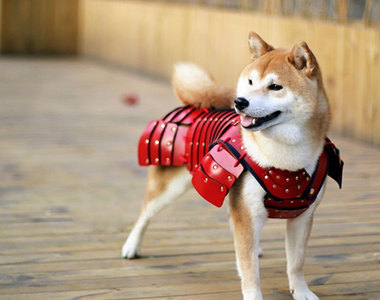 《貓狗日本鎧甲》保護你的毛寶貝刀槍不入（？）