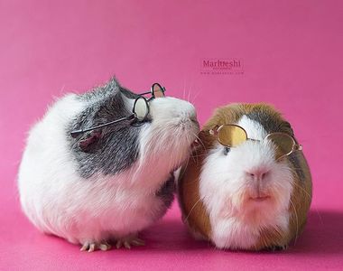 寵物造型《天竺鼠戴眼鏡》鼠鼠也可以超級帥氣