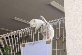 該不會是體操系《睡在欄杆上的貓》好高難度的睡姿阿