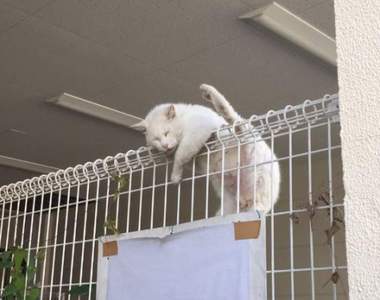 該不會是體操系《睡在欄杆上的貓》好高難度的睡姿阿