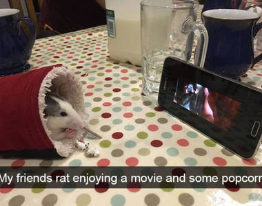 用Snapchat捕捉《寵物珍奇畫面》寵物怪事多一張永流傳~