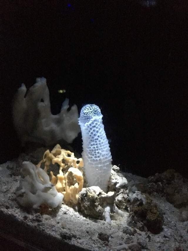 猥褻海中生物 偕老同穴 明明有著浪漫的命名由來怎麼還是會讓人想歪 猥褻海中生物 偕老同穴 明明有著浪漫的命名由來怎麼還是會讓人想歪