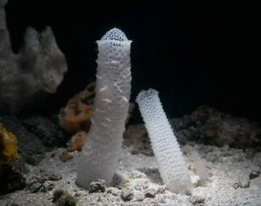 猥褻海中生物《偕老同穴》明明有著浪漫的命名由來怎麼還是會讓人想歪...