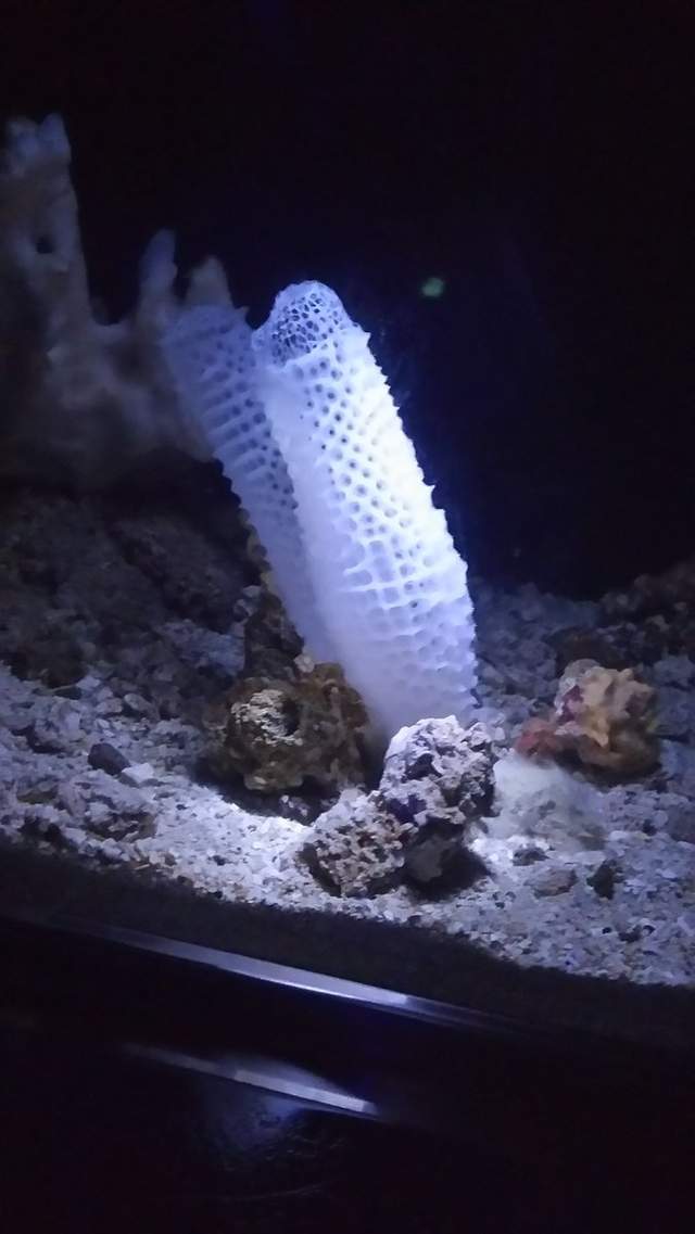 猥褻海中生物 偕老同穴 明明有著浪漫的命名由來怎麼還是會讓人想歪 猥褻海中生物 偕老同穴 明明有著浪漫的命名由來怎麼還是會讓人想歪