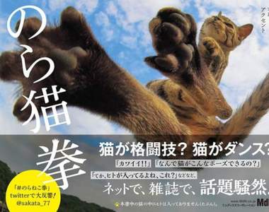 日本大熱賣《喵喵拳寫真書》擄獲貓奴的心 登上Amazon第一位啦