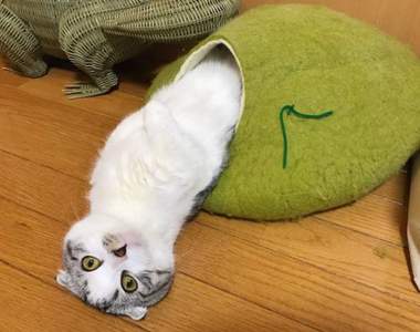 《破蛹而出的貓咪》這就是流體動物的獨特迎門方式(流出來)