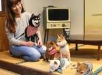 日本首間《豆柴咖啡廳》開幕 滿滿阿柴陪你提前迎接狗年的到來❤ 日本首間《豆柴咖啡廳》開幕 滿滿阿柴陪你提前迎接狗年的到來❤
