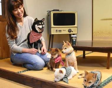 日本首間《豆柴咖啡廳》開幕 滿滿阿柴陪你提前迎接狗年的到來❤