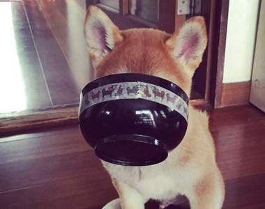 《絕對不能給狗狗吃的食物》超毒的巧克力以外還有這些也都NG