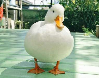 《治癒滿滿鴨子的白肚肚》一種想哭就到我懷裡哭的療癒感❤