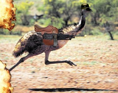 《比扯鈴還扯的事實》你知道澳洲軍隊打輸過澳洲鴕鳥嗎？