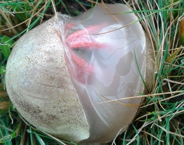 看起來好毒《魔鬼的手指》菇菇 宛如異型一般的誕生方式