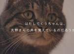 實測《貓咪對主人聲音的記憶力》即使分開2年是否還能記得原本的主人呢? 實測《貓咪對主人聲音的記憶力》即使分開2年是否還能記得原本的主人呢?