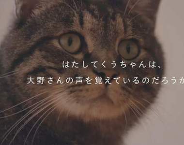 實測《貓咪對主人聲音的記憶力》即使分開2年是否還能記得原本的主人呢?